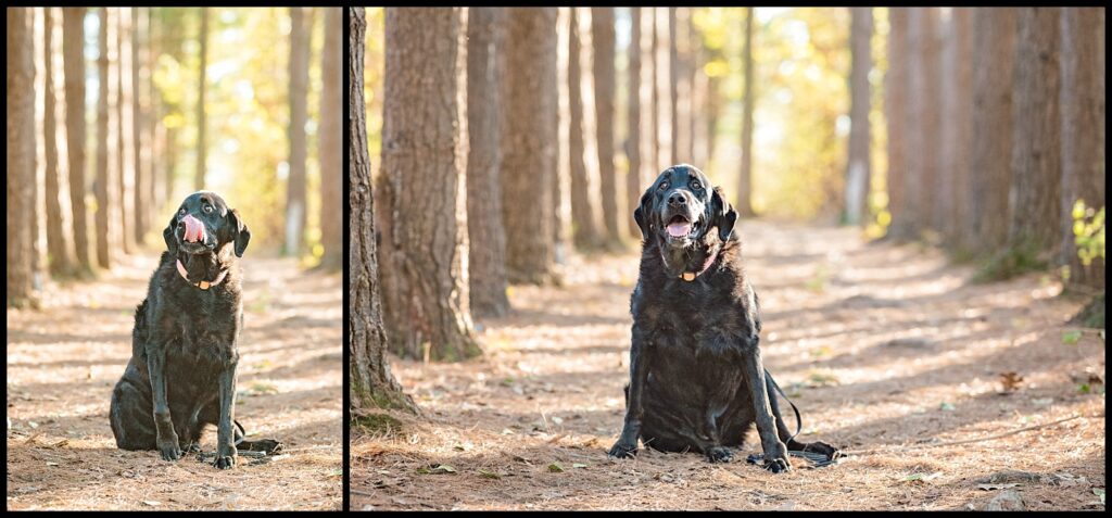 black lab family photography session
