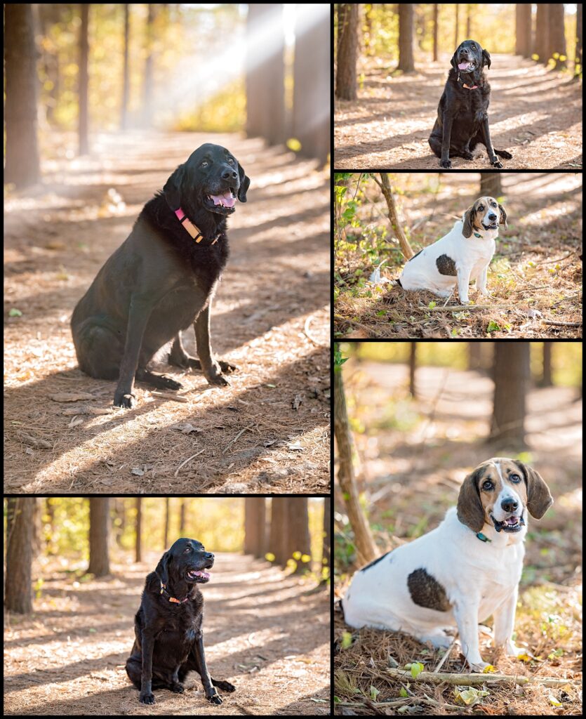 dogs at family photography session